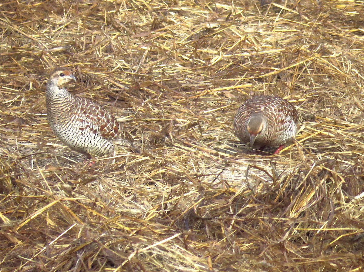 Gray Francolin - ML396781891