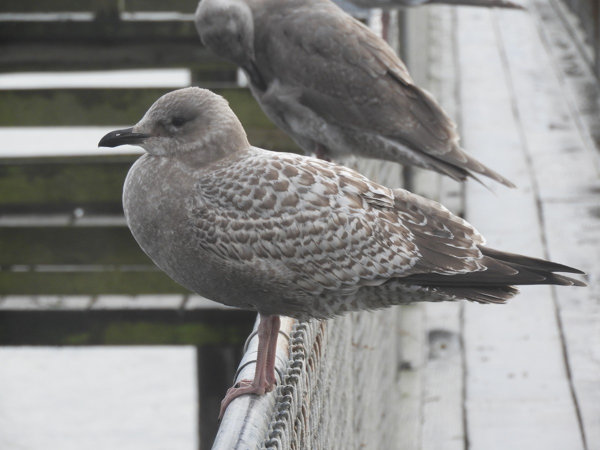 Iceland Gull (Thayer's) - Cliff Cordy