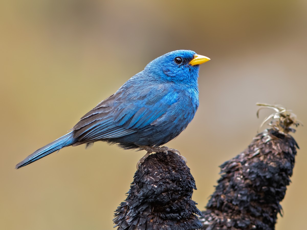 Blue Finch - Rhopospina caerulescens - Birds of the World