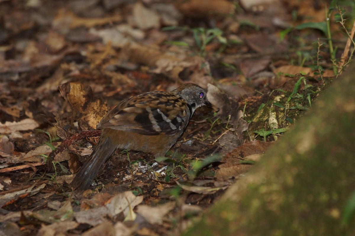 Australian Logrunner - ML396784411