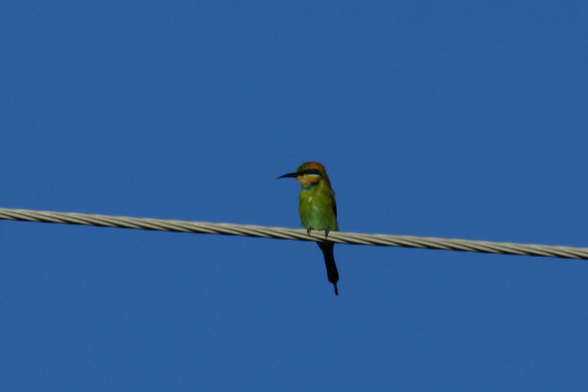 Rainbow Bee-eater - ML396784771