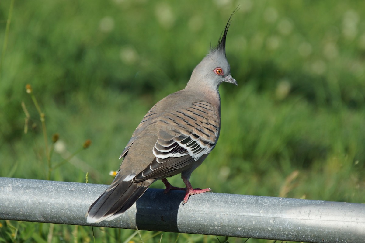 Crested Pigeon - ML396784801
