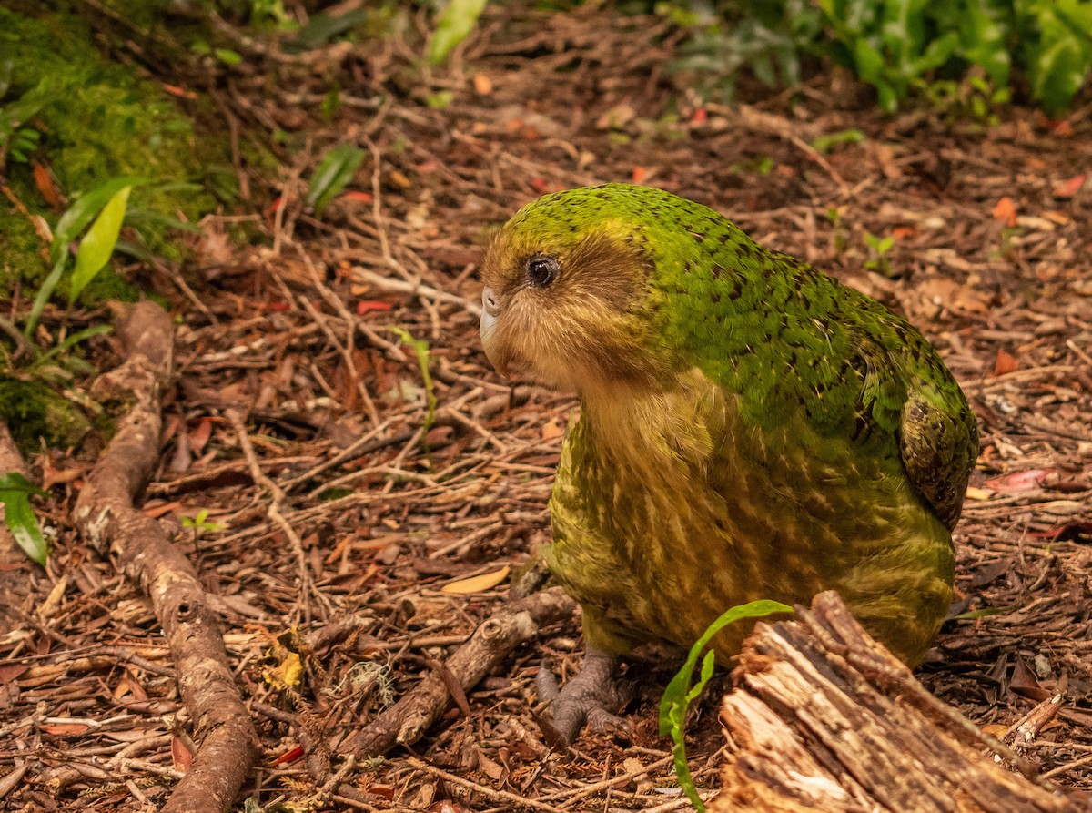 フクロウオウム - ML396785171