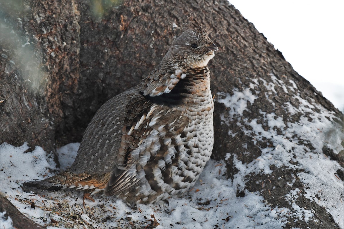 Ruffed Grouse - Timothy Piranian