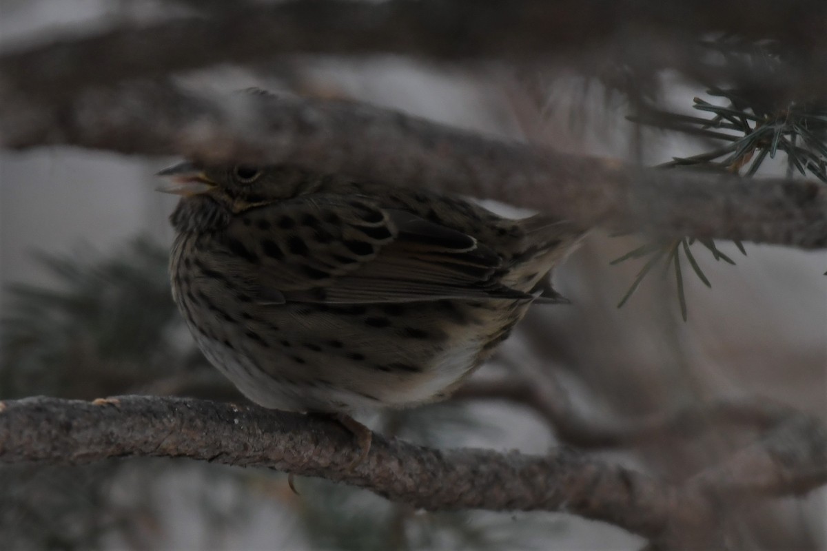 Lincoln's Sparrow - ML396786021