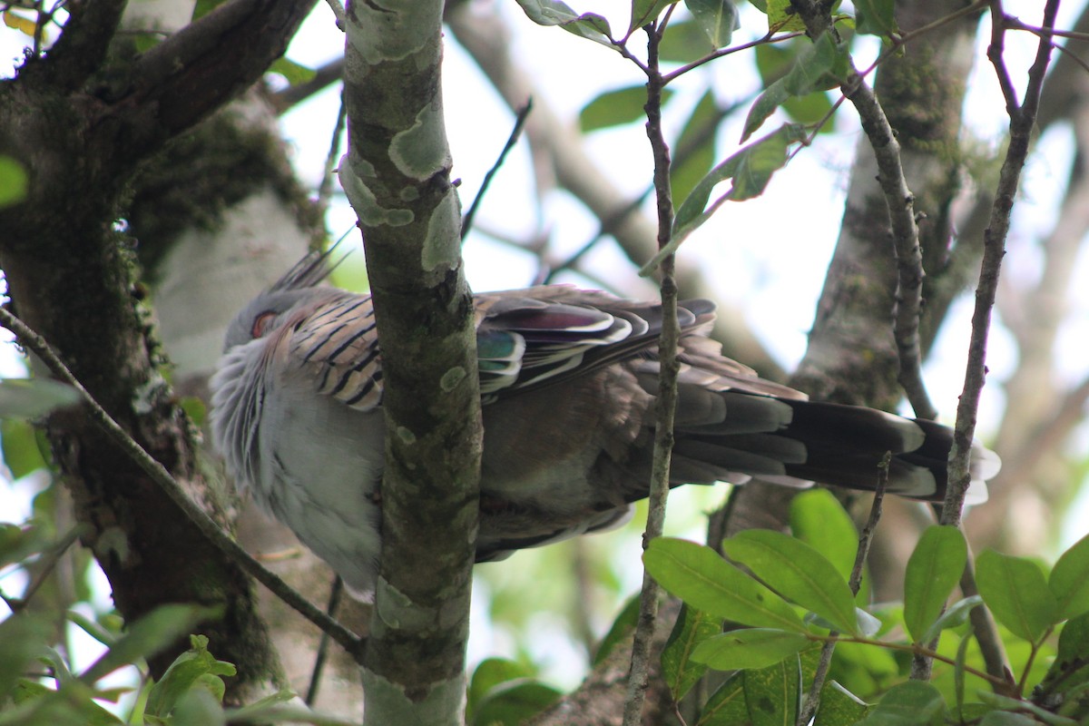 Crested Pigeon - ML396786731