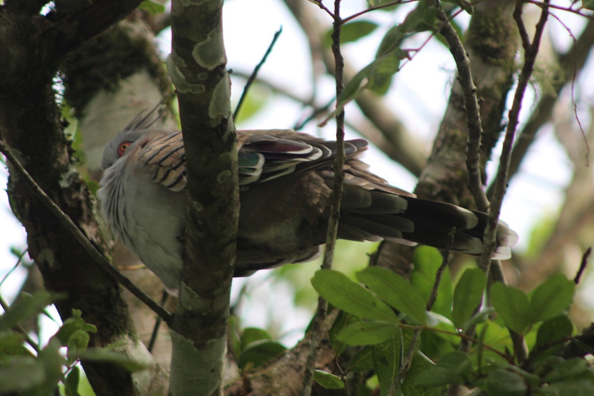 Crested Pigeon - ML396786741