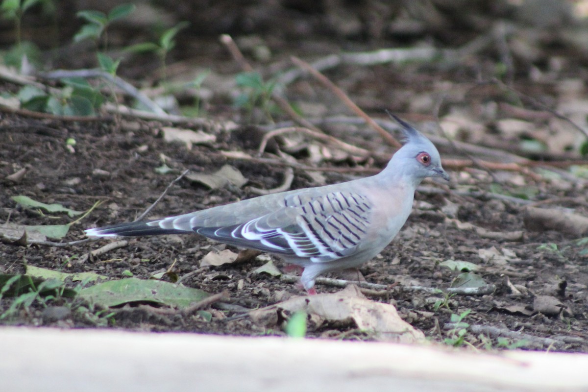 Crested Pigeon - ML396787461