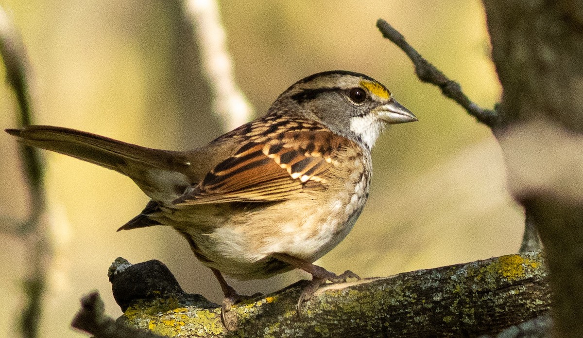 White-throated Sparrow - ML396788031