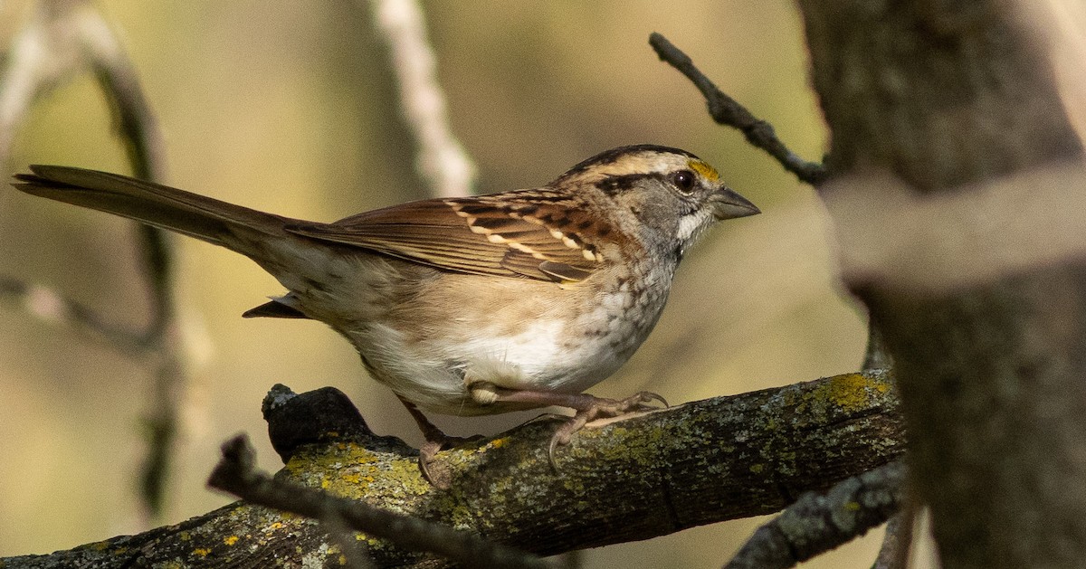White-throated Sparrow - ML396788041