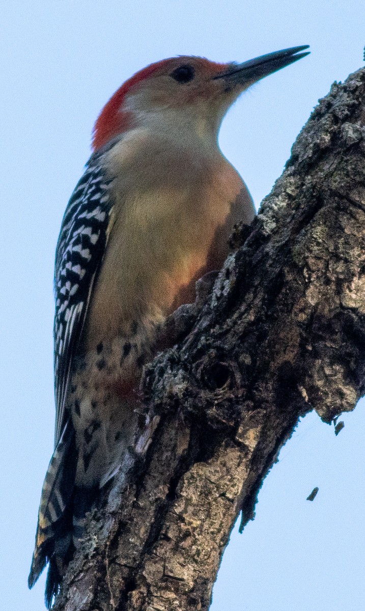 Red-bellied Woodpecker - ML396788121
