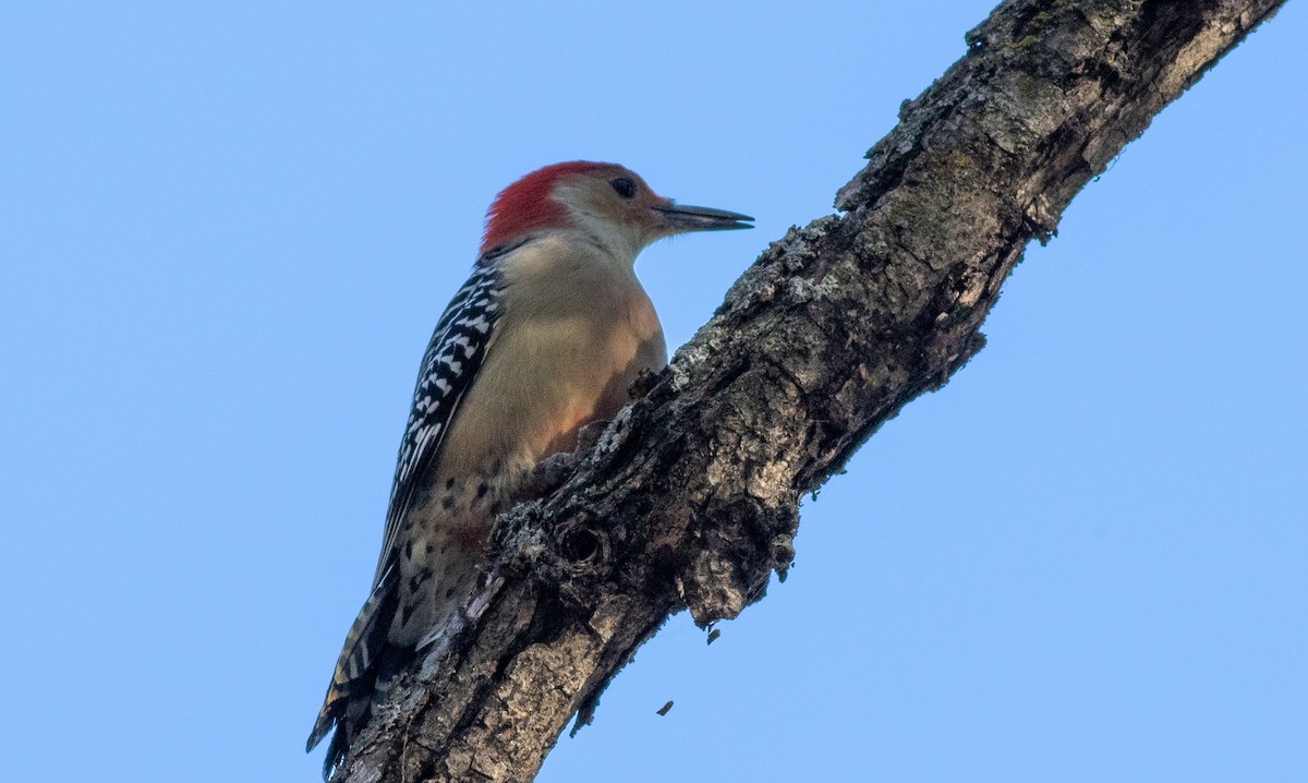 Red-bellied Woodpecker - ML396788141