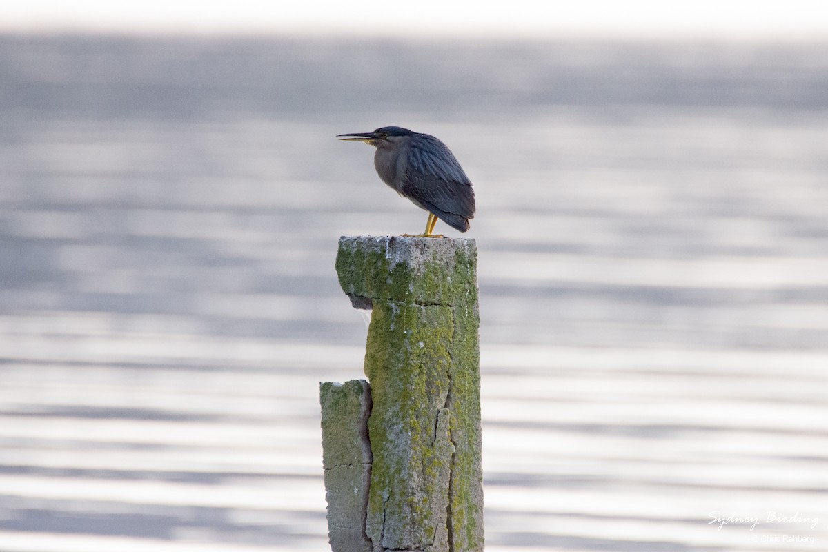 Striated Heron - ML396789581