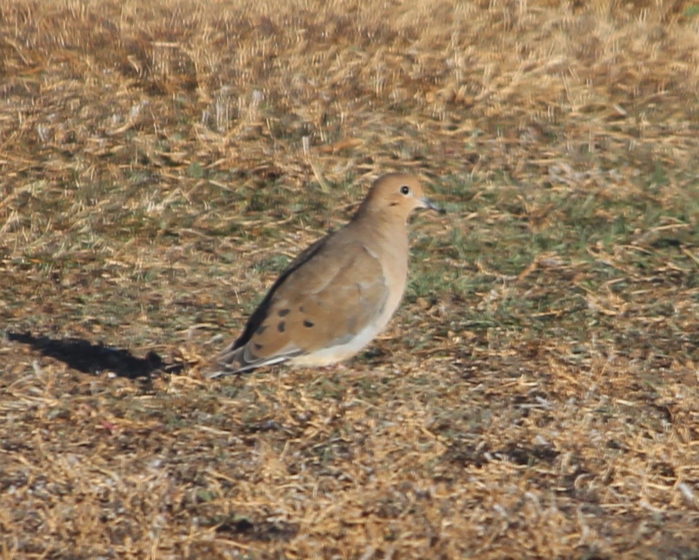 Mourning Dove - ML39679001