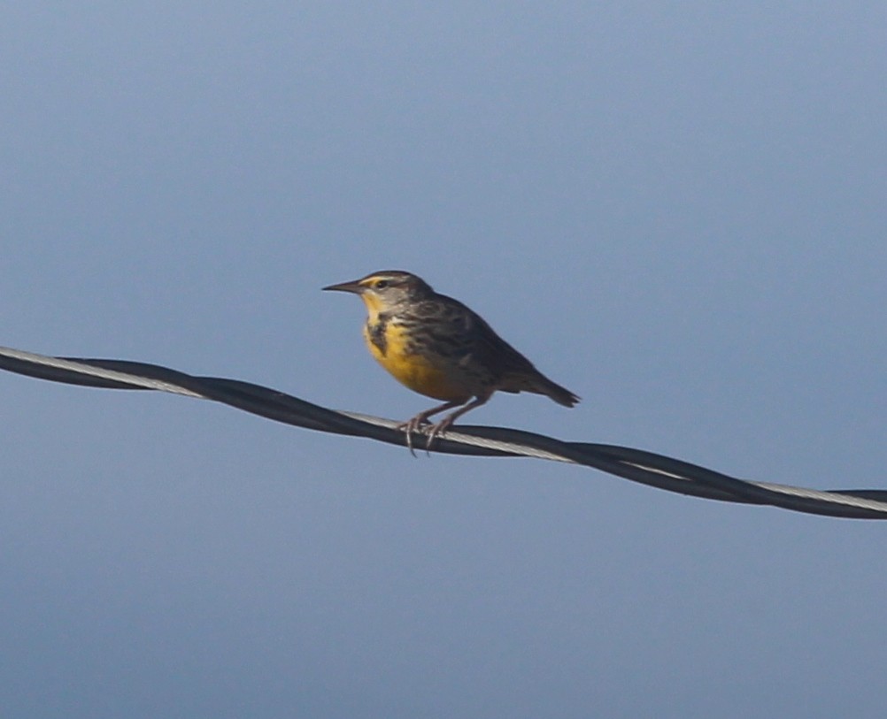 Eastern Meadowlark - ML39679081