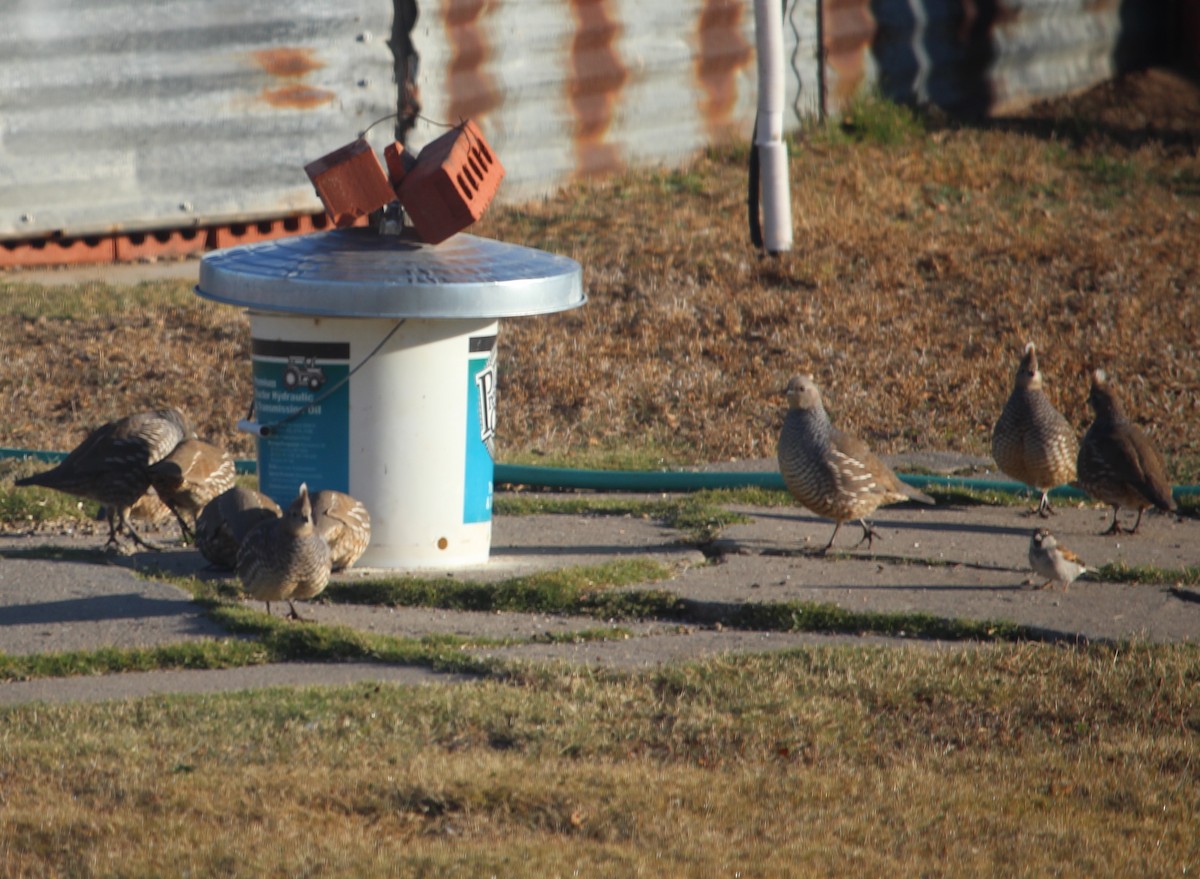 křepel šupinkatý - ML39679161