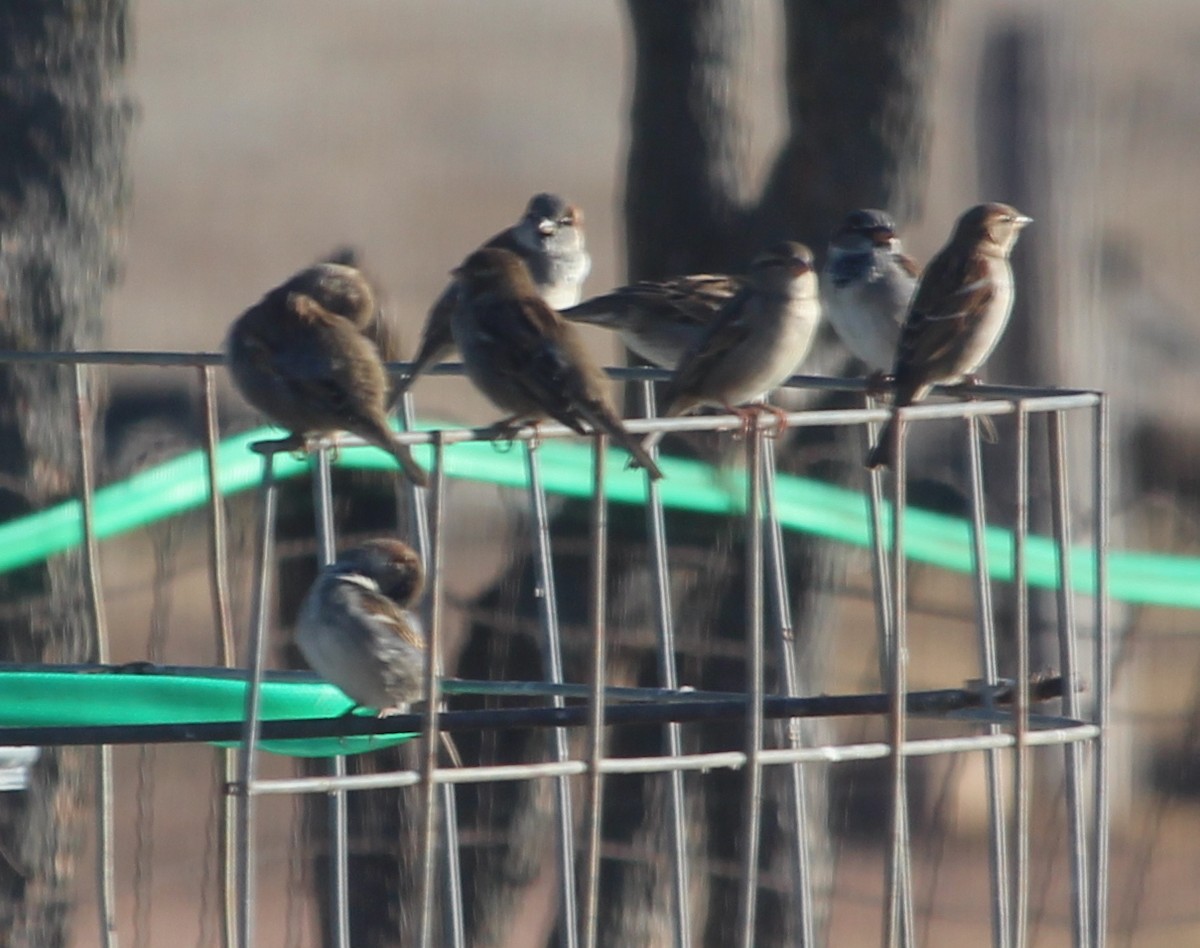 vrabec domácí - ML39679221