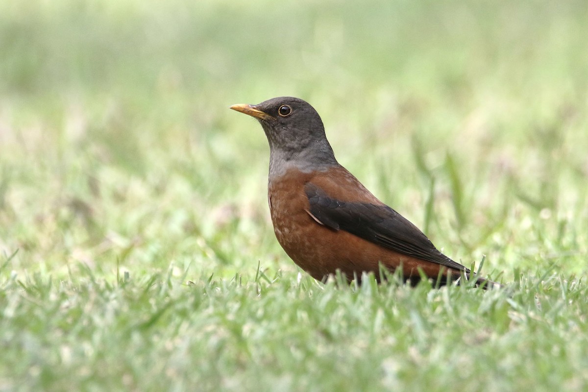 Chestnut Thrush - ML396793731