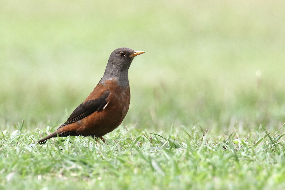 Chestnut Thrush - ML396793741