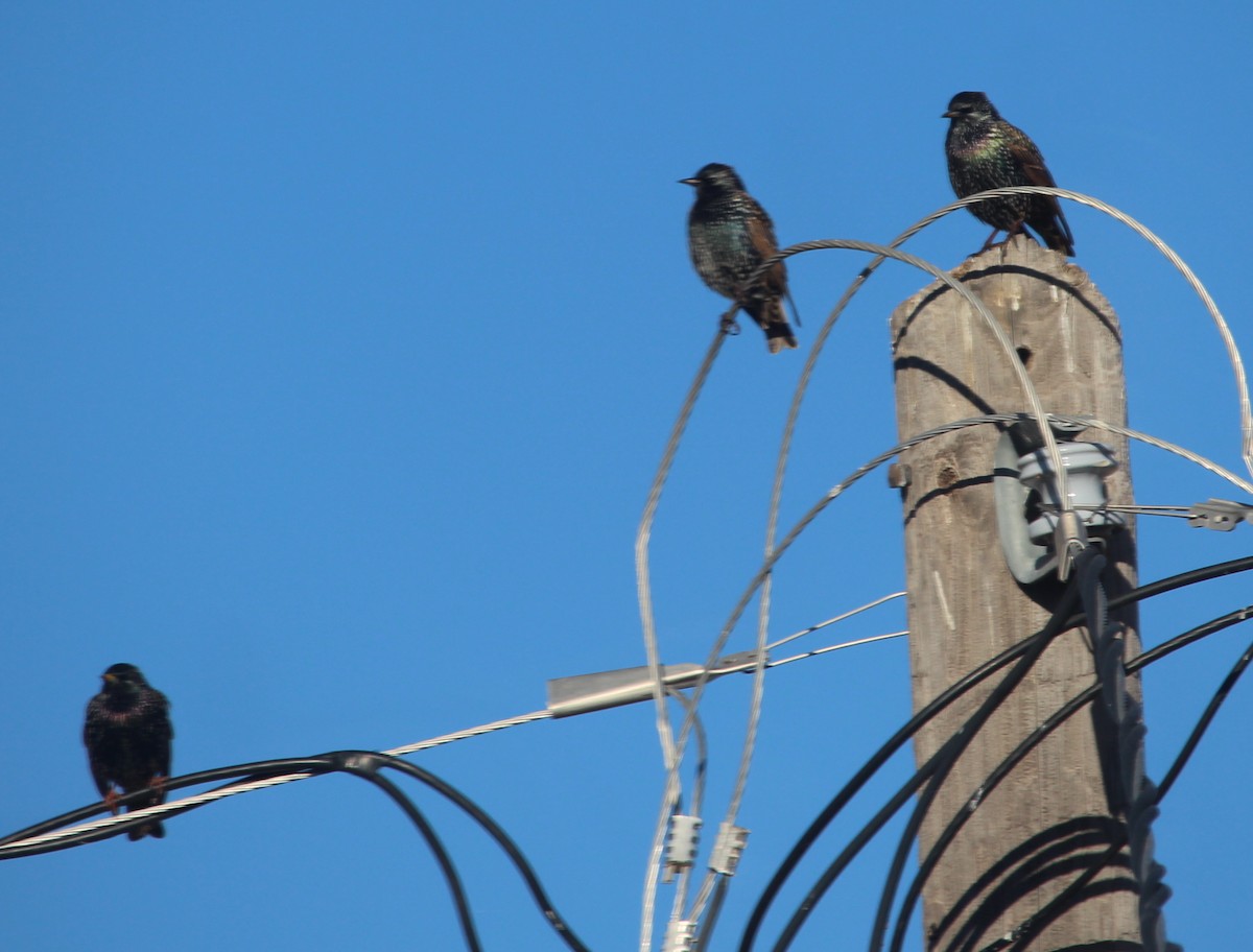 špaček obecný - ML39679421