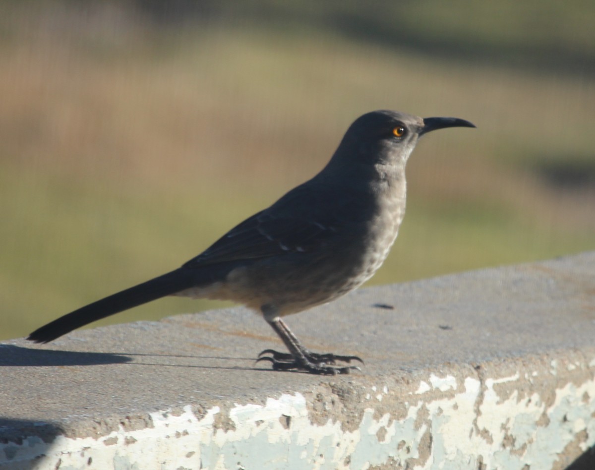 Curve-billed Thrasher - ML39679521