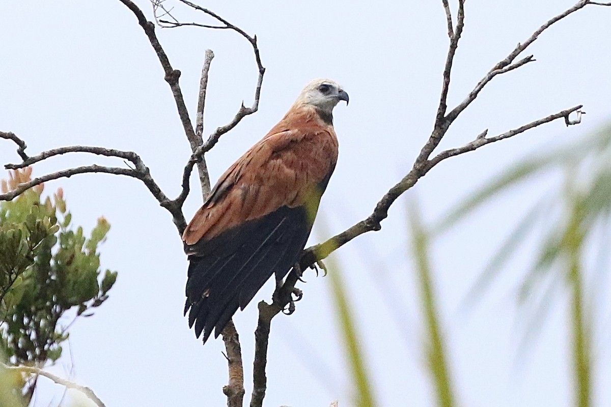 Black-collared Hawk - Lisa Carol Wolf