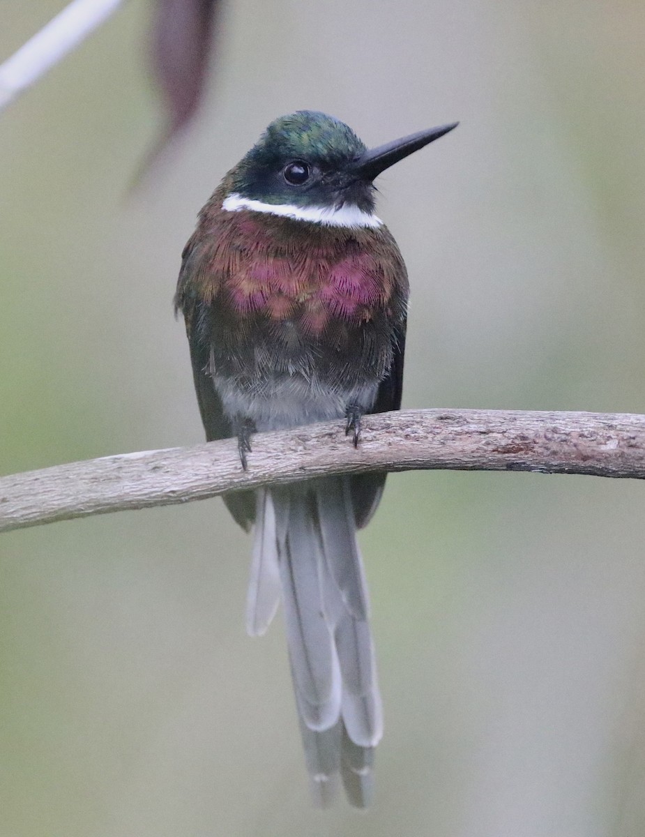 Bronzy Jacamar - Lisa Carol Wolf
