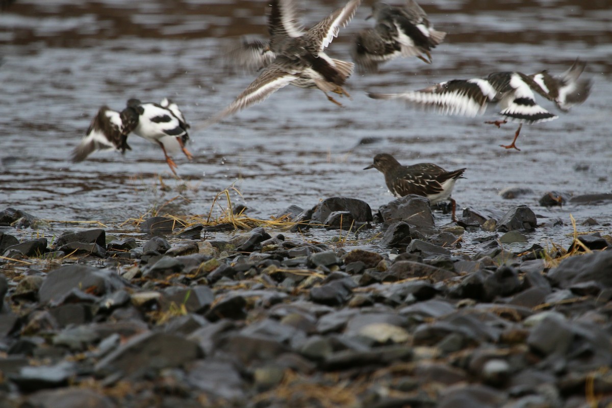 Black Turnstone - ML39679741