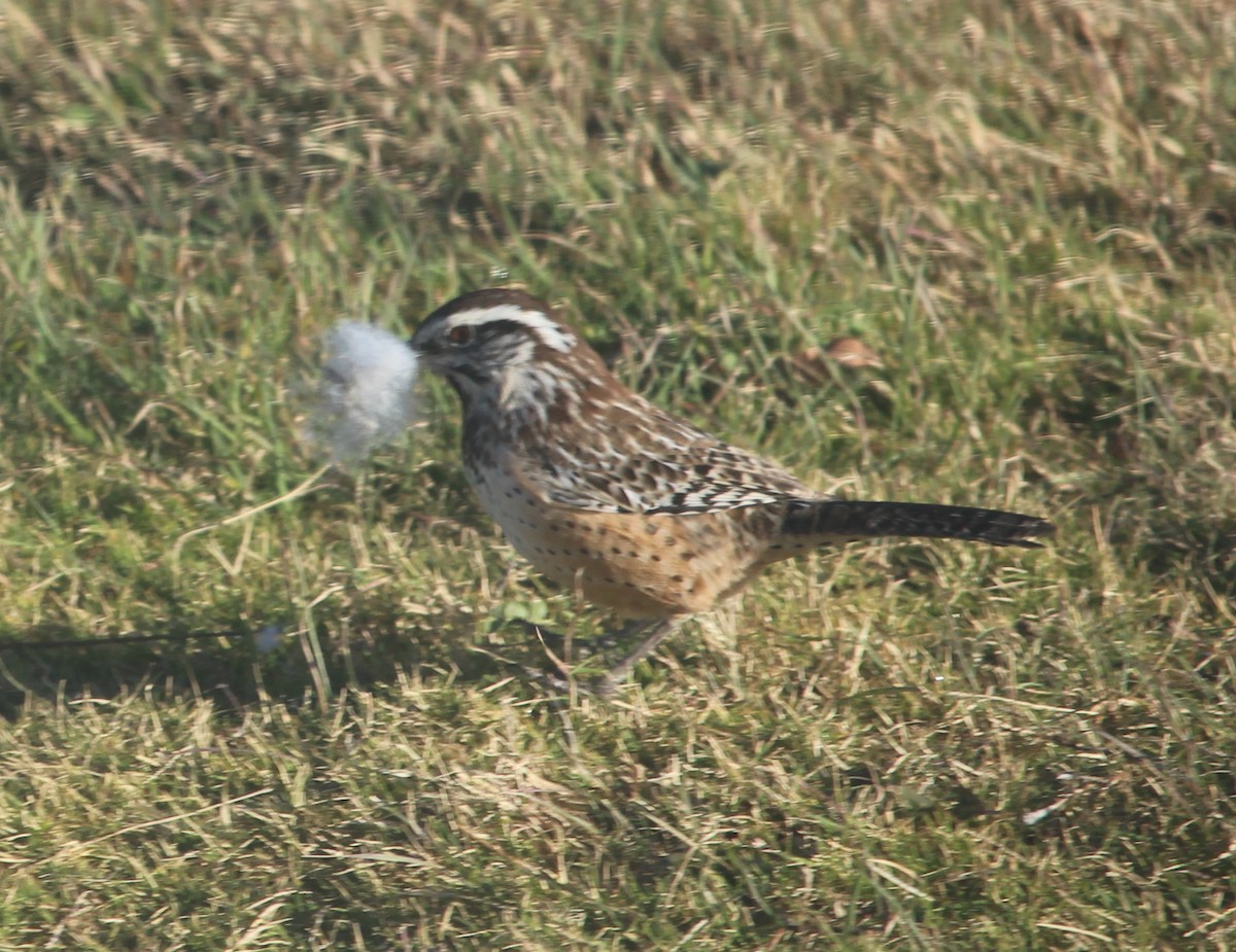 Cactus Wren - ML39679781