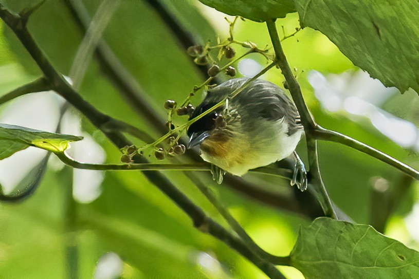 Calabarzon Babbler - ML396798321