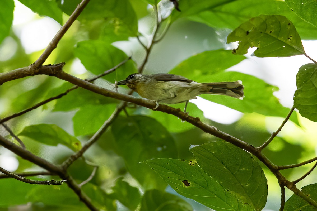 Calabarzon Babbler - ML396798331