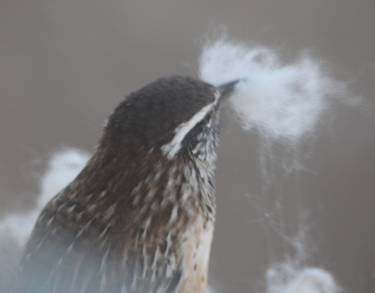 střízlík kaktusový - ML39679841