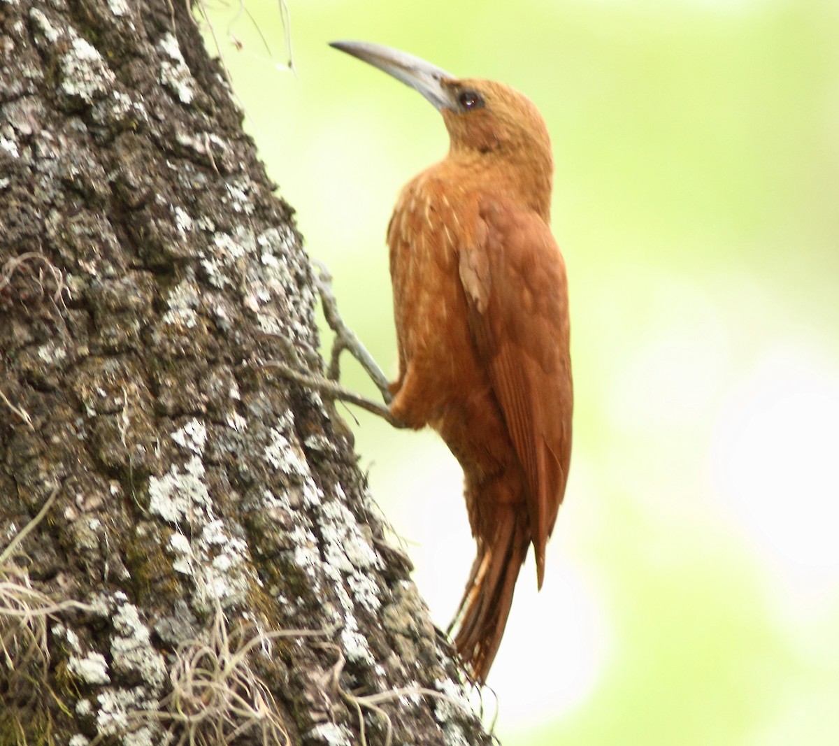 Great Rufous Woodcreeper - ML39679951