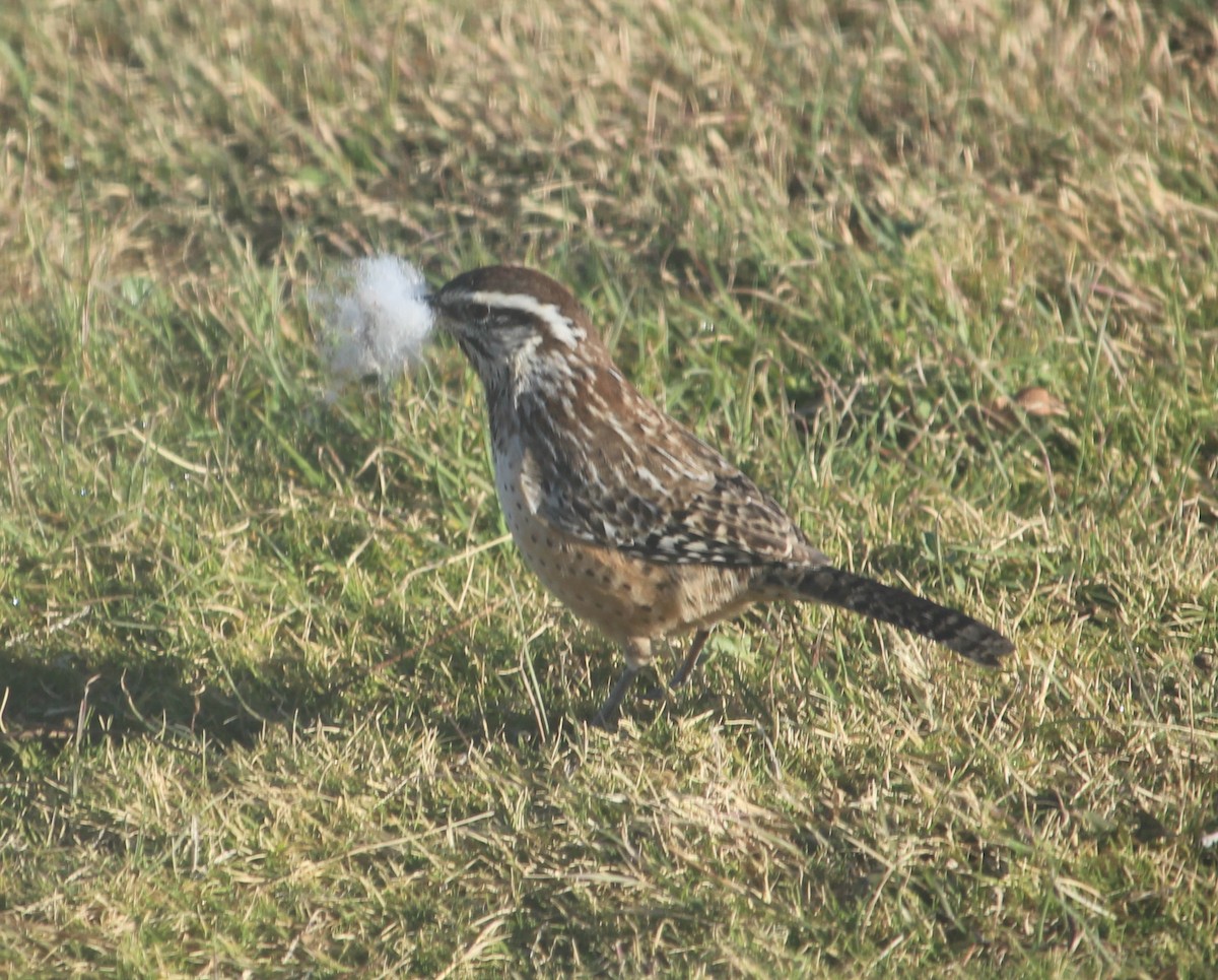 střízlík kaktusový - ML39679991