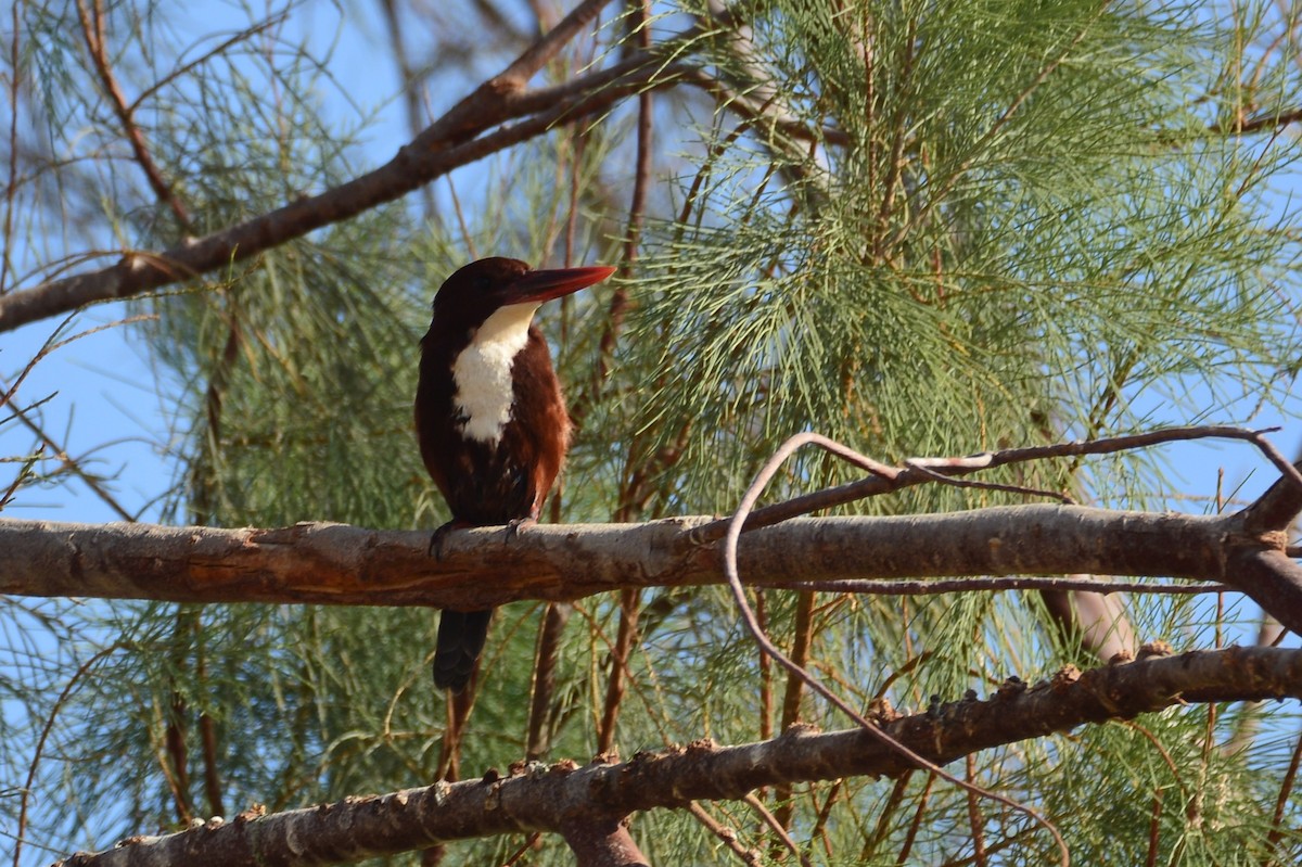 White-throated Kingfisher - ML396800711