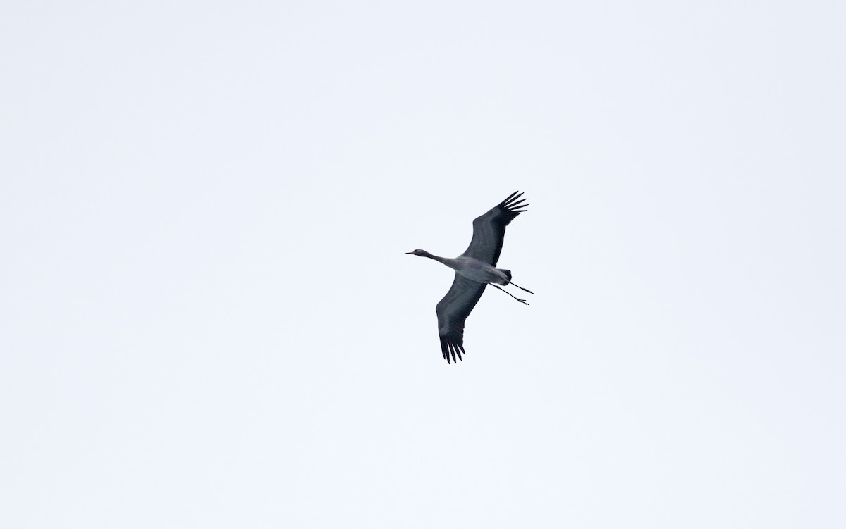 Common Crane - Christoph Moning