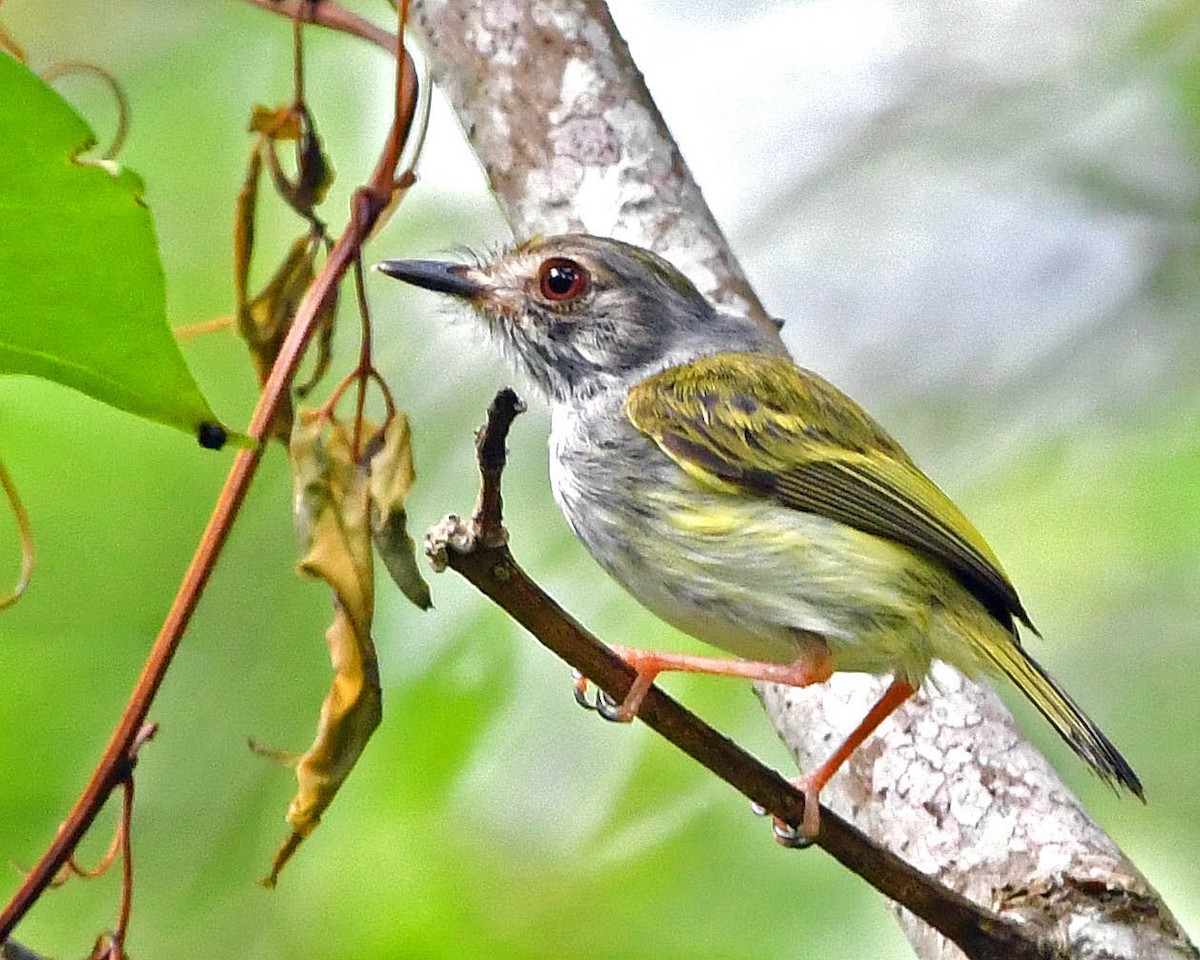 White-bellied Pygmy-Tyrant - ML396801131