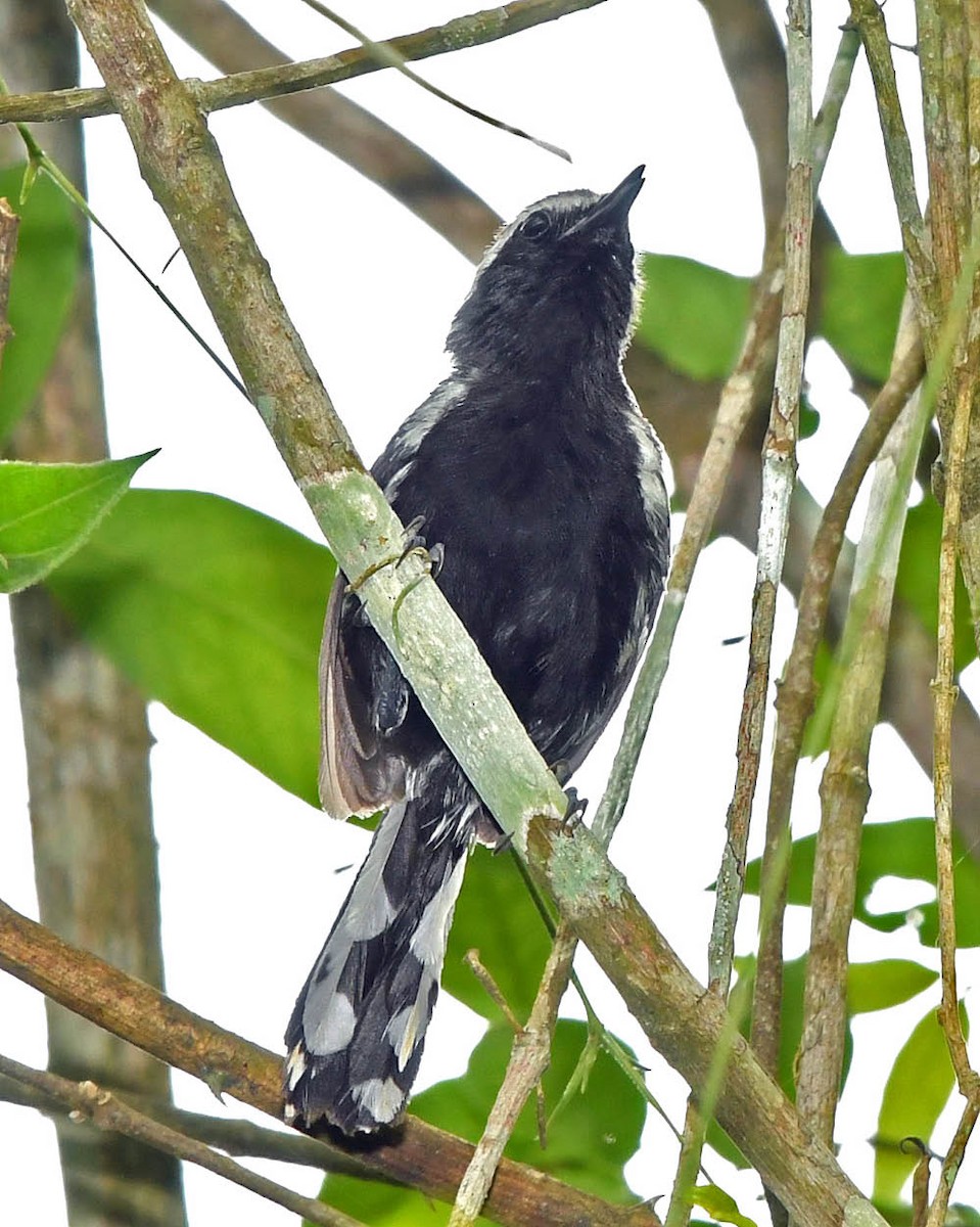 Black-bellied Antwren - ML396801171