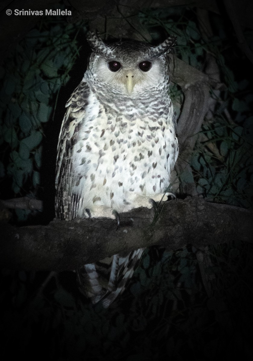 Spot-bellied Eagle-Owl - ML396801951