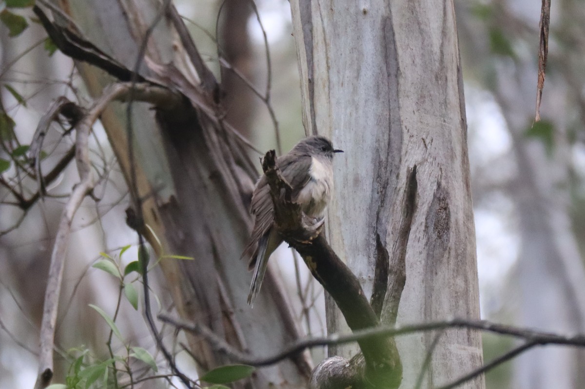 Brush Cuckoo - ML396801991