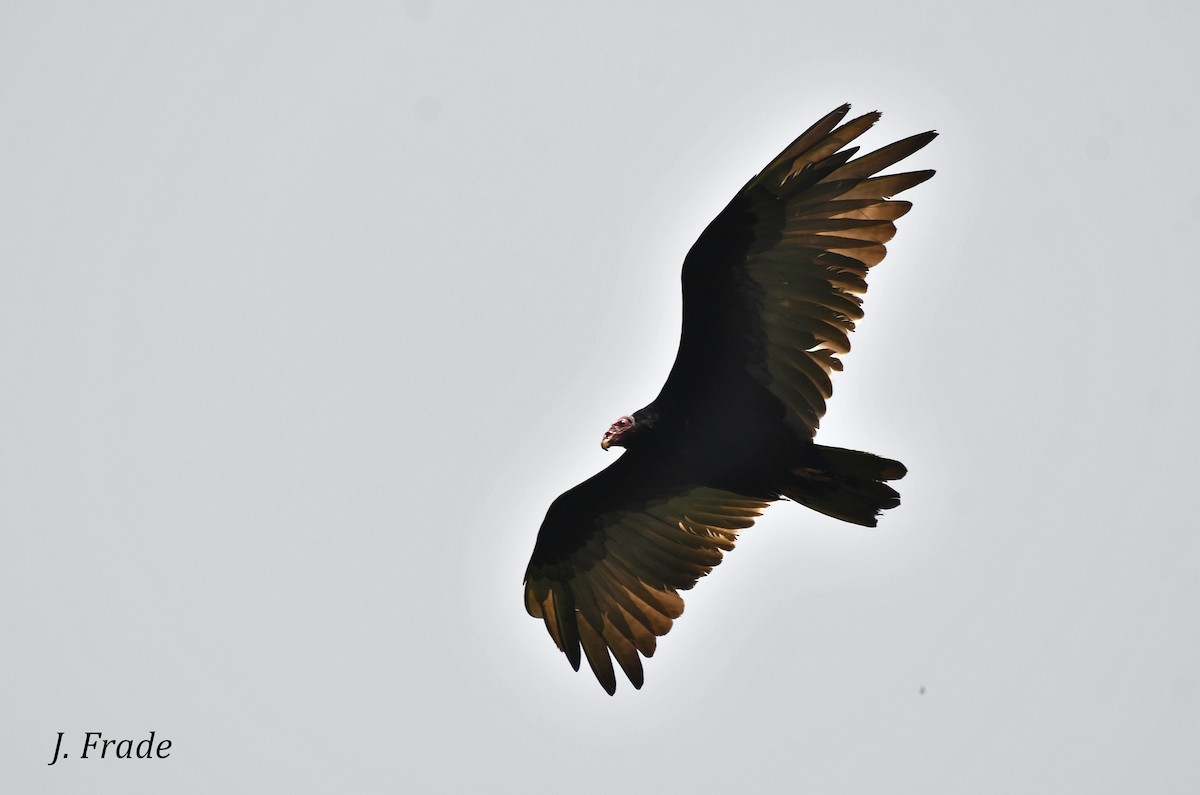 Turkey Vulture - José Frade