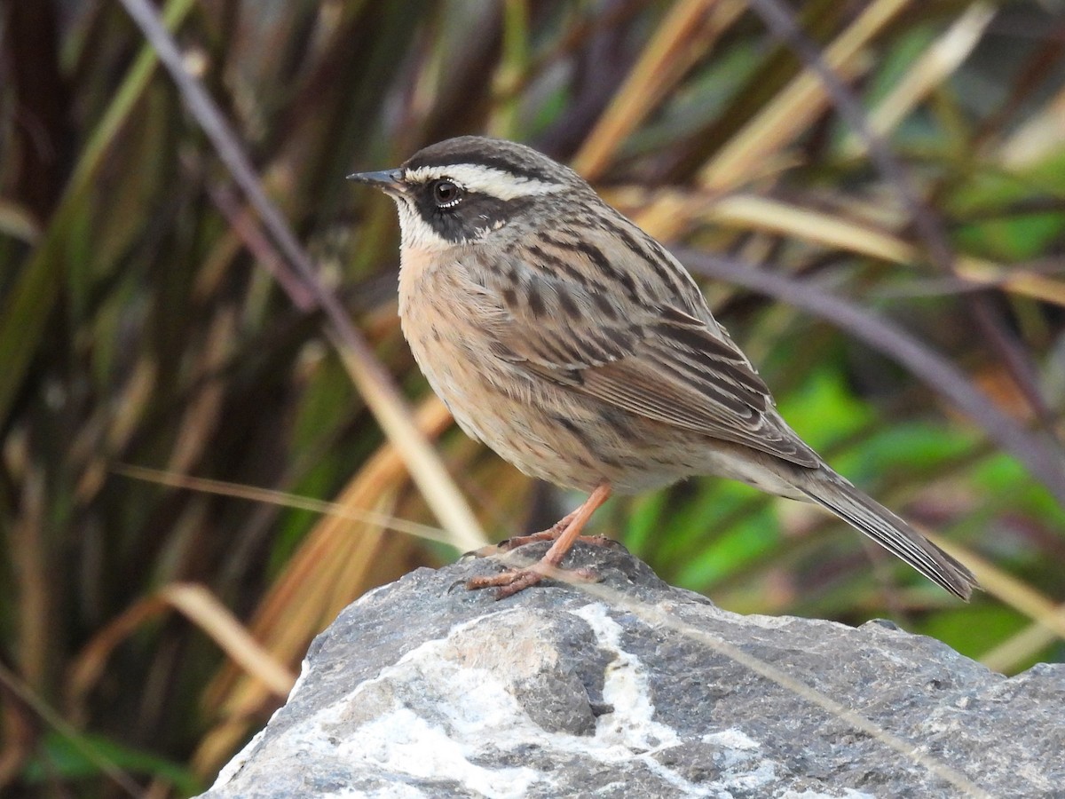 pěvuška skalní (ssp. ocularis) - ML396804401