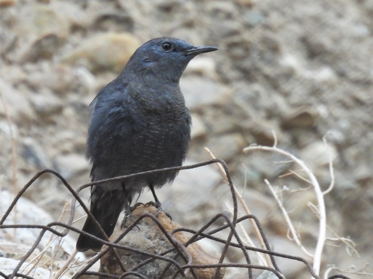 Blue Rock-Thrush - ML396804511