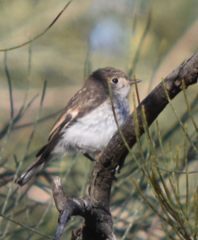 Red-capped Robin - ML396806131