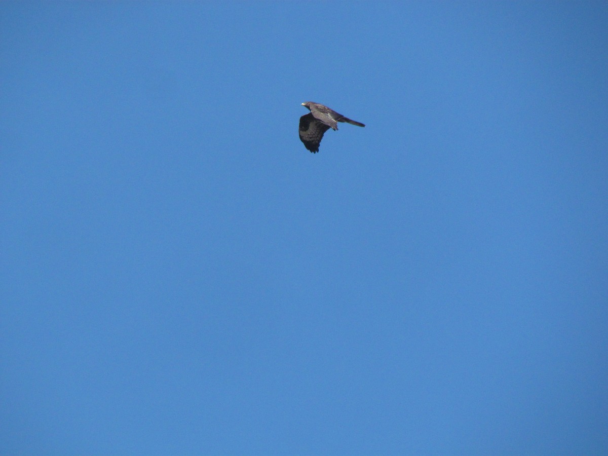 European Honey-buzzard - ML396807201