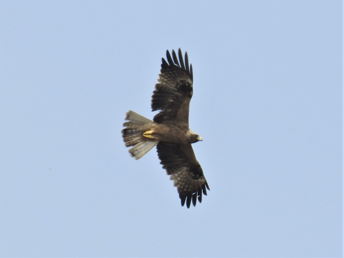 Booted Eagle - ML396807841