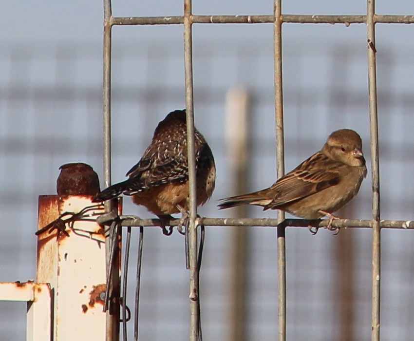 střízlík kaktusový - ML39680801