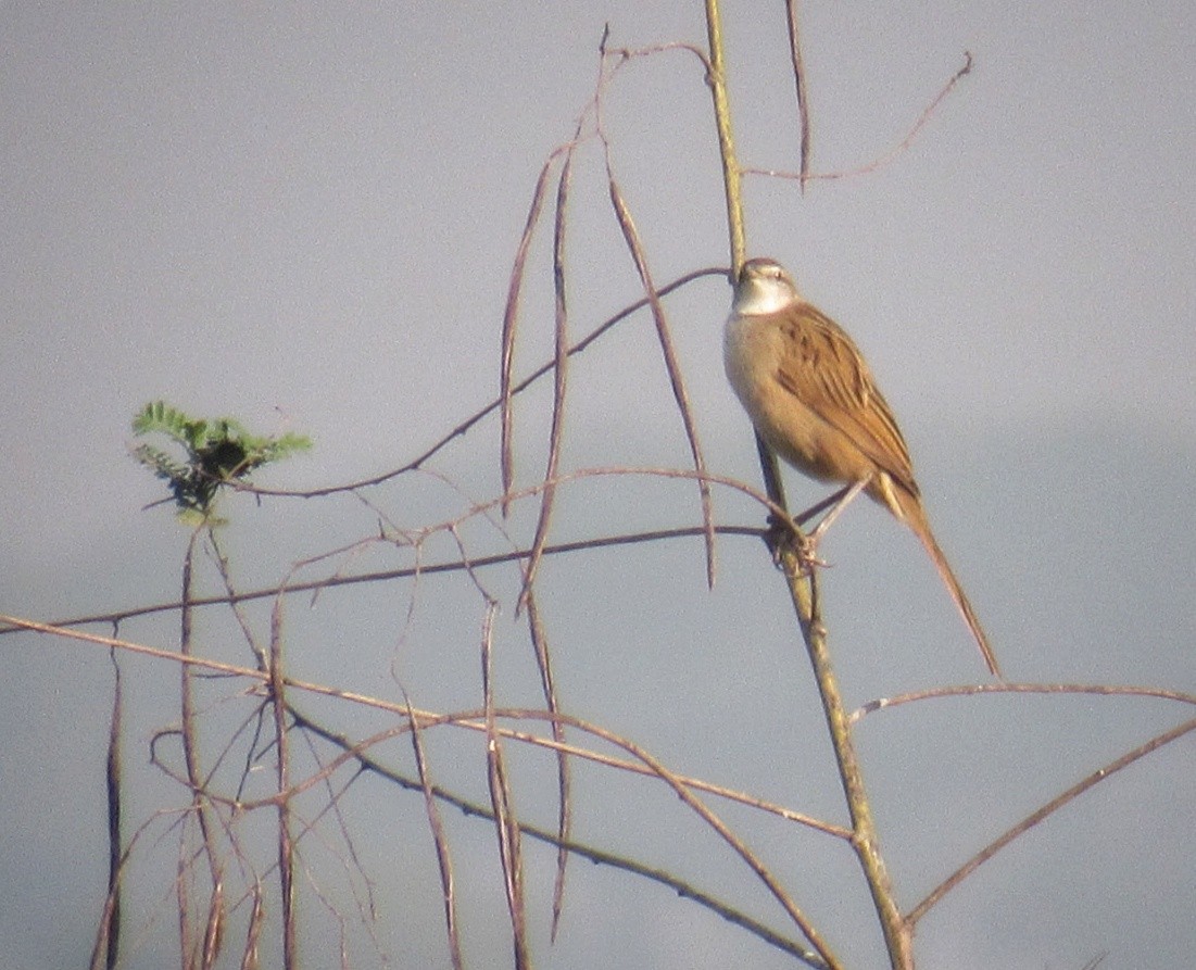 Striated Grassbird - ML396808141