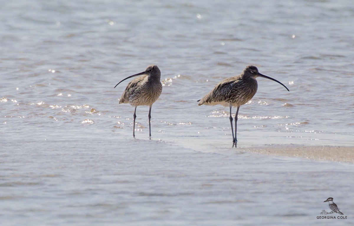 Eurasian Curlew - Georgina Cole