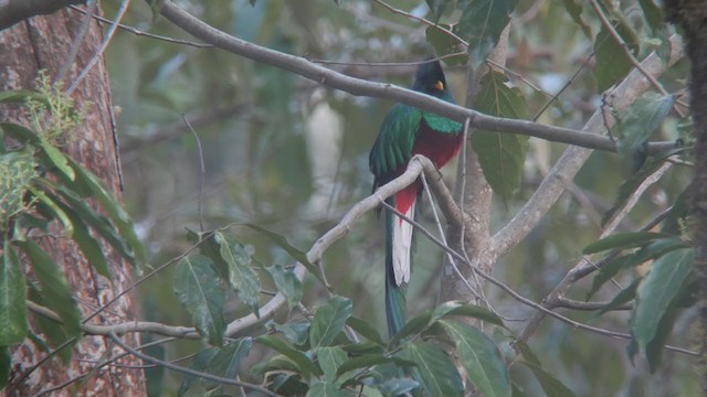 Quetzal resplendissant (costaricensis) - ML396810531